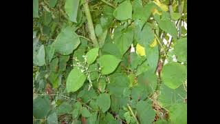 IVMs October Japanese Knotweed Identification Photos [upl. by Pagas]