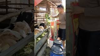 Feeding Setaria Grass to my Goats buhayprobinsya [upl. by Ruberta]