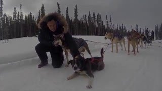 A Dog Sledding Adventure in Alaska [upl. by Aihsemek]