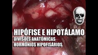 NeuroHipófise ou Hipófise Posterior  Hormônios e Funções  Sistema Endócrino  Aula 4 [upl. by Zenia]