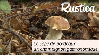 Cueillette de champignons  le Cèpe de bordeaux [upl. by Kcirtapnhoj]