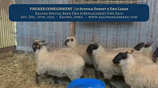 Kalona Bred Ewe amp Replacement Ewe Sale  Fischer Consignment  121022 [upl. by Waterman]