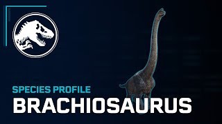 Species Profile  Brachiosaurus [upl. by Vincenta898]