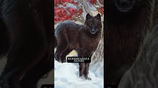 The Starks Dire wolves name explain gameofthrones [upl. by Kreit]