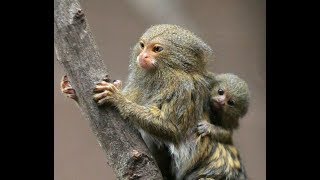 Pygmy Marmosets in the Wild [upl. by Lareine]