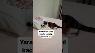 Sen onu nereden buldun da yakaladın 🥹 duet catvideos cat cute [upl. by Comyns]