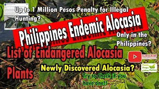 Endangered Alocasia Plants  Endemic in the Philippines  New Discovered Alocasia [upl. by Swec]