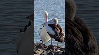 The Pelicans South Coast Windang Australia [upl. by Macnair849]