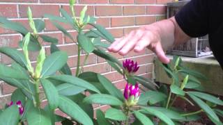 Rhododendron Care amp Pruning [upl. by Ydarg956]