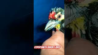 copersmith barbet bird rescue in Villagerajeevmalhotra4000 viral short video birds [upl. by Merideth]