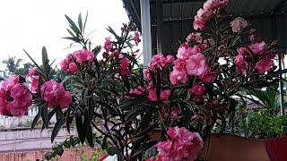 Oleander plants care and tips for heavy blooming in pot [upl. by Kaia]