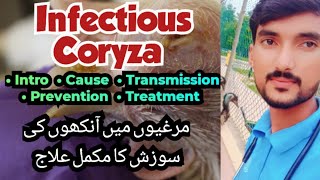 Coryza disease in birds  Treatment symptoms cause  poultry chickens  Vet Experts  Vet Abdullah [upl. by Thomasine462]