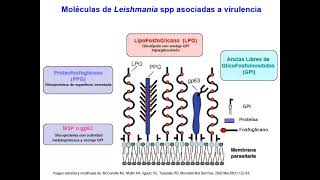 8 2 Kinetoplastida [upl. by Allekram795]