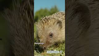 Discover the Fascinating Lives of Adorable Hedgehogs Part 1 [upl. by Aerdno]