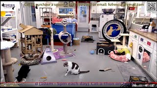 Derecho Takes a Spaceflight 06202024 Friends of Felines Rescue Center FFRC [upl. by Peppy]