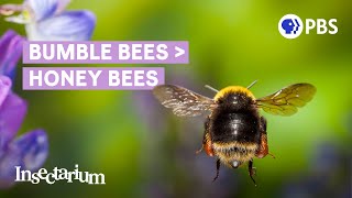 Why Bumble Bees Are the Fuzzy Heroes We Need [upl. by Wager]