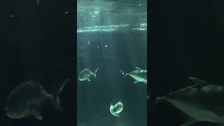 須磨海浜水族園 3shotsaquarium [upl. by Klarrisa]