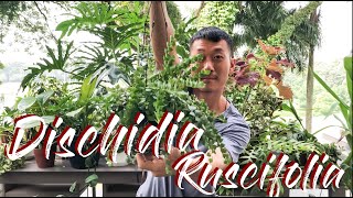 Dischidia Ruscifolia care and propagation with updates [upl. by Refenej]