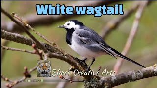 White wagtail [upl. by Kelcy]