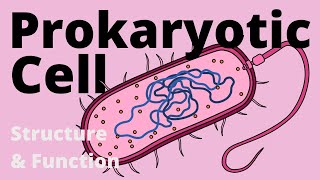 Structure and Function of a Prokaryotic Cell Bacteria [upl. by Lirbaj654]