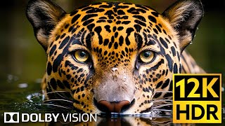 Dolby Vision 🌿 Wildlife 12K HDR 120fps in 2024 EXTREME COLORS [upl. by Atteroc]