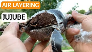 How to air Layer Chinese Jujube tree Air layering Chinese jujube Cloning jujube Red dates [upl. by Sufur]