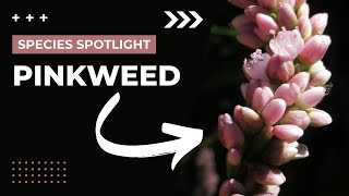 Species Spotlight  Pinkweed Persicaria pensylvanica [upl. by Bajaj]