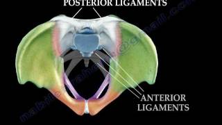 Anatomy Of The Pelvis  Everything You Need To Know  Dr Nabil Ebraheim [upl. by Eillah52]