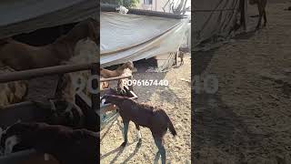 Cutting and farming goat 220 rupy per kg my contact number 9096167440 [upl. by Ydaj]