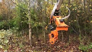 Woodcracker CS CRANE in a stand of small poplars [upl. by Birmingham243]