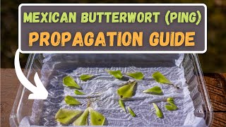 How To Easily Propagate Pinguicula Leaf Pullings  Mexican Butterwort Propagation Simple Method [upl. by Glenda]