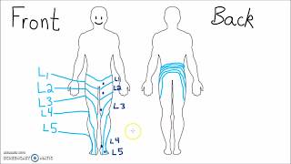 Anatomy  Dermatomes of the Lower Extremity [upl. by Danella]