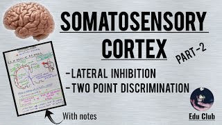 Somatosensory cortex  Part 22 Detailed explanation with PG questions [upl. by Merp280]