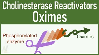 Cholinesterase Reactivators Oximes [upl. by Chastity]