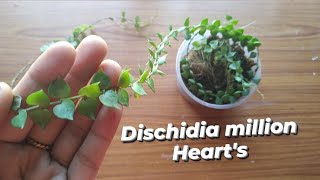 Dischidia Million heartsDischidia million hearts repottingd and carepotting mix [upl. by Gallard373]