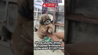 shihtzu puppies for sale in hyderabad [upl. by Ellenaej662]