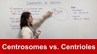 Centrosomes vs Centrioles [upl. by Kciredohr]