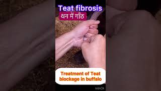 Teat Obstruction l Teat fibrosis l dr Umar khan [upl. by Bland716]