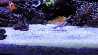 Watchman Goby Spotlight including Fight Sequence [upl. by Silvano]