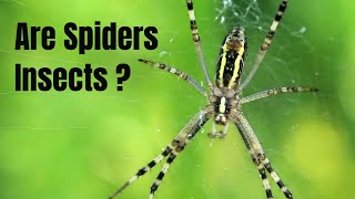 Why a spider is not an insect [upl. by Salta]