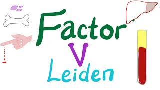 Factor V Leiden  Hypercoagulability  Bleeding and Coagulation Disorders  Hematology [upl. by Rebma231]