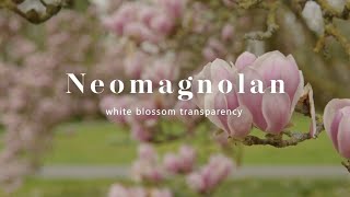 Neomagnolan  white blossom transparency [upl. by Lapointe314]