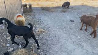 Cute goats eating dry grass [upl. by Vargas]