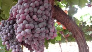 Managing Botrytis in the vineyard [upl. by Kelley587]