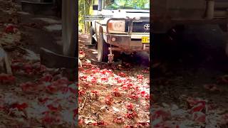 🦀 Crab Plow Truck Navigates Millions of Red Crabs On Christmas Island [upl. by Aldwon]