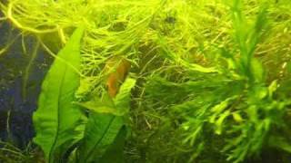 Dwarf gourami spawning [upl. by Idette]