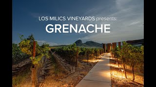 LMV Grapes Grenache [upl. by Balthasar834]