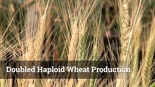 Doubled Haploid Wheat Production [upl. by Hawthorn13]