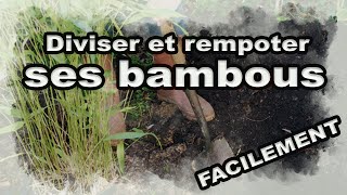 Diviser et Rempoter ses bambous facilement zeprofdortie [upl. by Marchall]