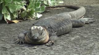 Gran Canaria giant lizard [upl. by Ahsener260]